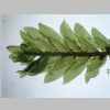 Plants 04er 01.jpg